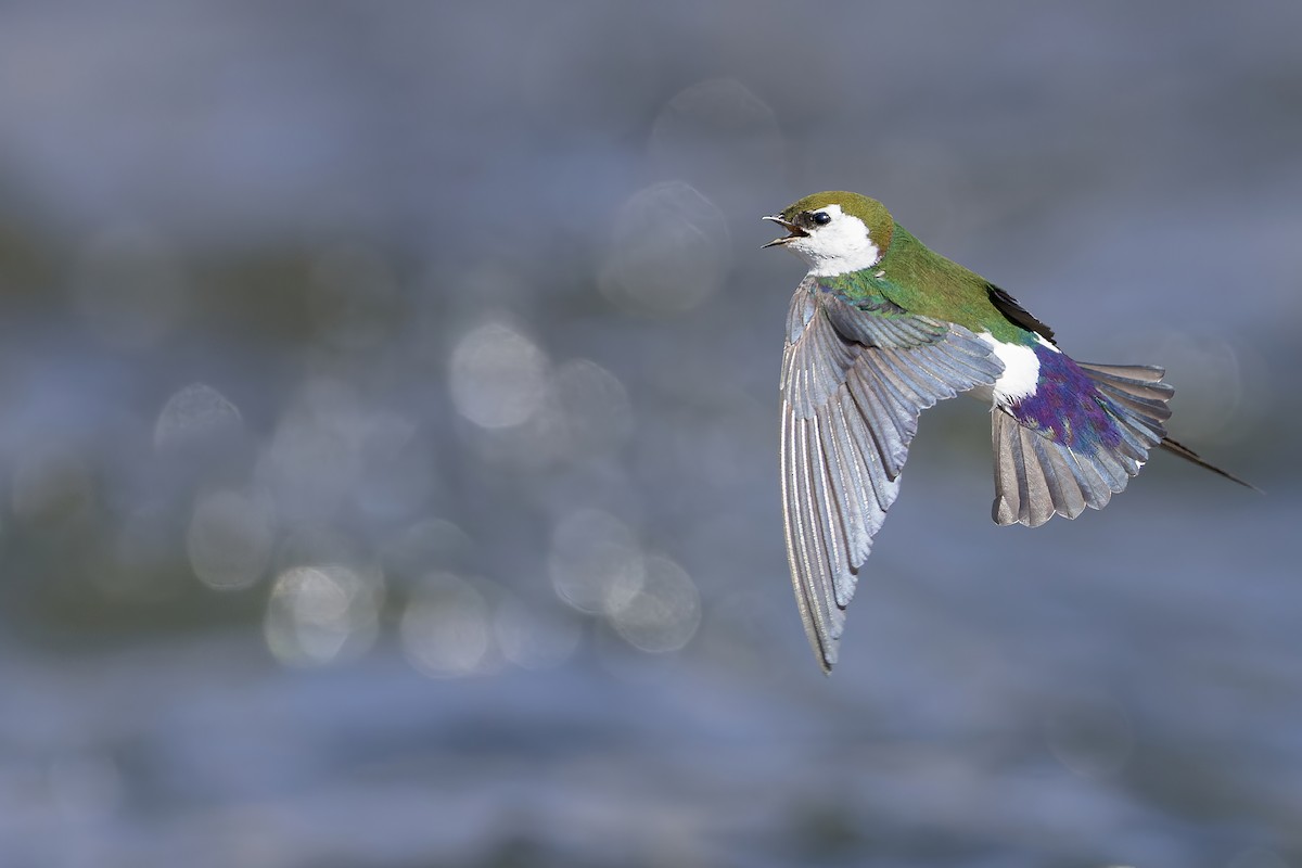 Violet-green Swallow - ML433181881
