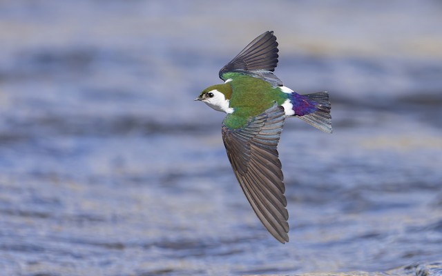 くるくるさま専用】VIOLET GREEN SWALLOW イッタラ バード | neumi.it