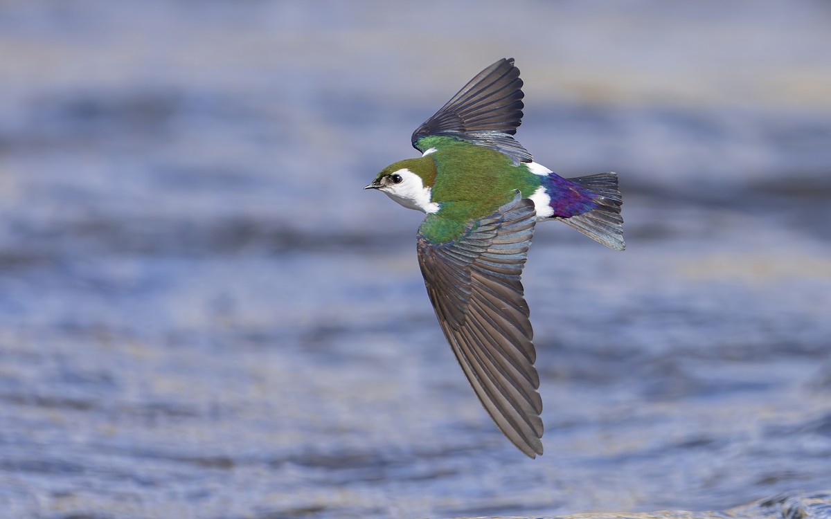 Violet-green Swallow - ML433182101