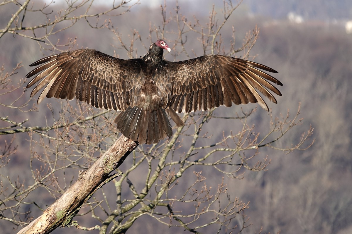 Turkey Vulture - ML433182681