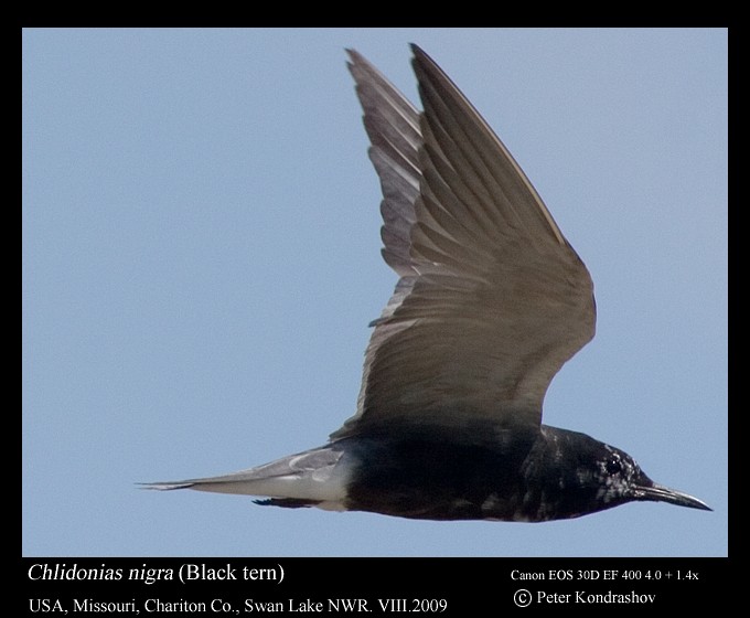 Black Tern - ML433185001