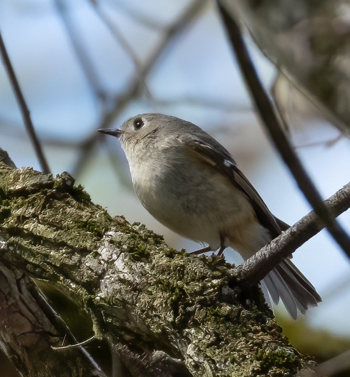 Ruby-crowned Kinglet - Tracy Kaminer