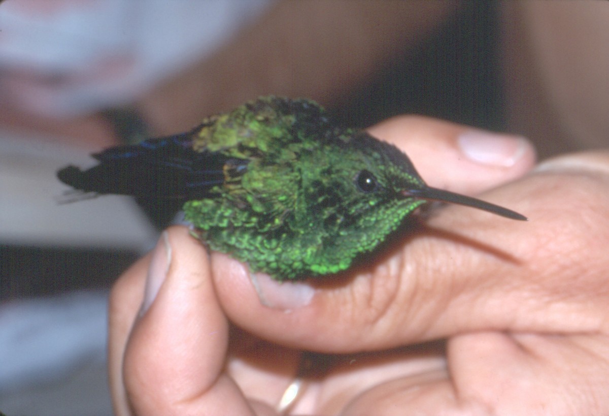 Blue-vented Hummingbird - Manuel Morales