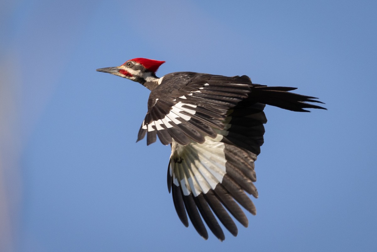 Pileated Woodpecker - Susan Brickner-Wren