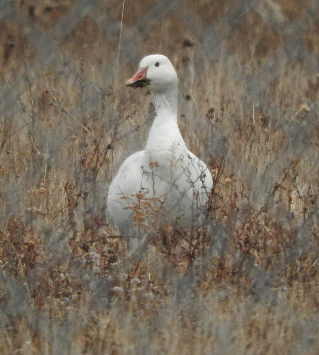 Snow Goose - Mary Alley