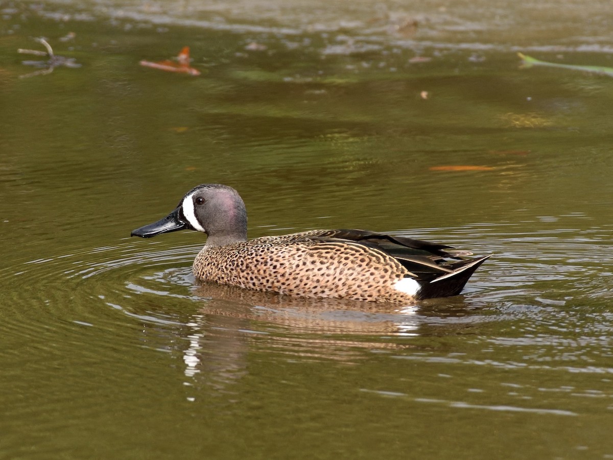 Blue-winged Teal - ML433203051