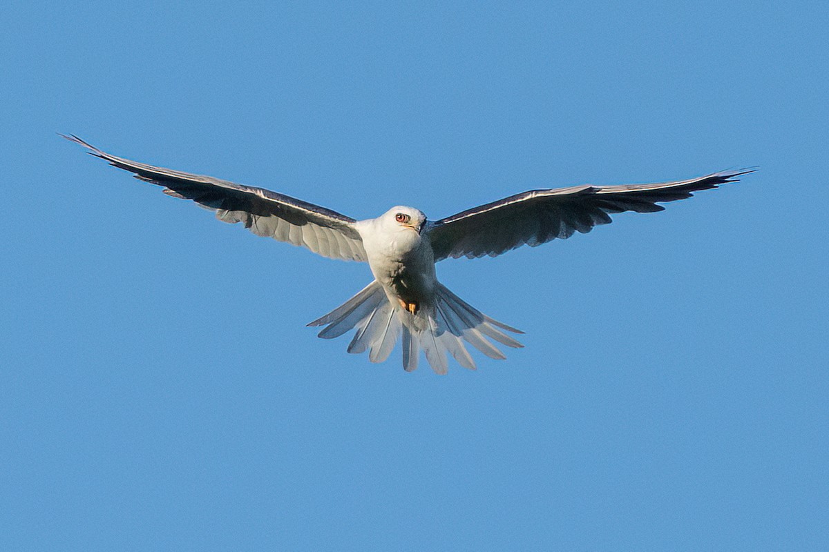 White-tailed Kite - ML433203361