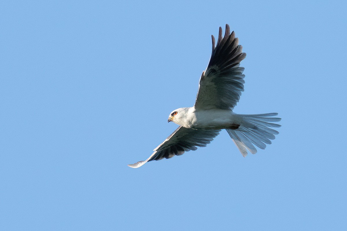 White-tailed Kite - ML433203381