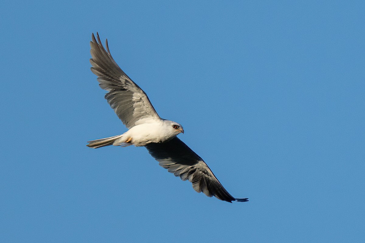 White-tailed Kite - ML433203421
