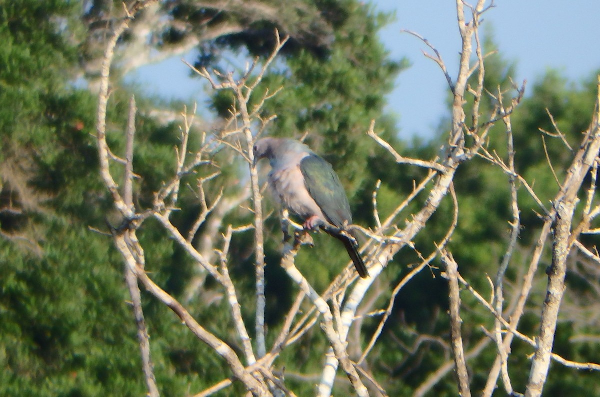 Green Imperial-Pigeon - ML43320721