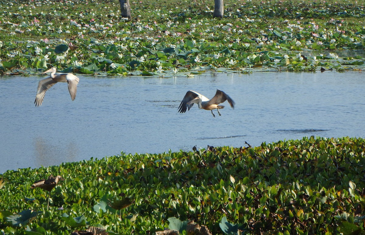 Spot-billed Pelican - Bill Ypsilantis