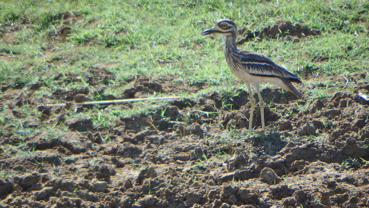 Indian Thick-knee - ML43321071