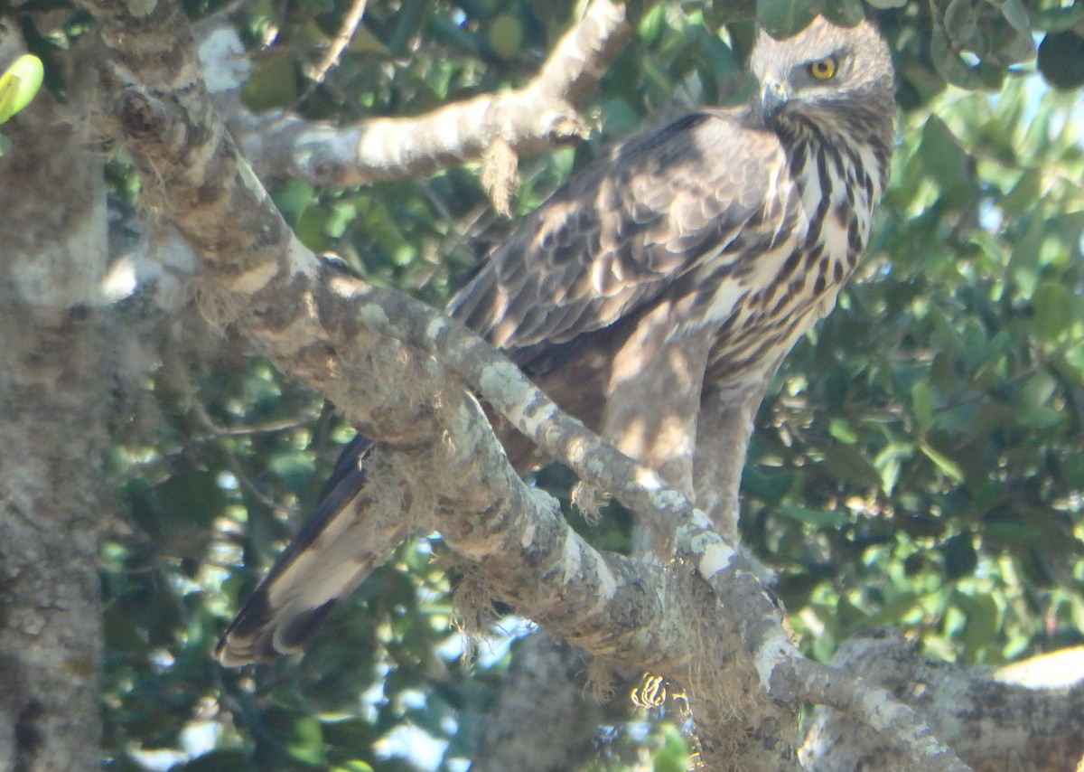 Changeable Hawk-Eagle (Crested) - ML43321141