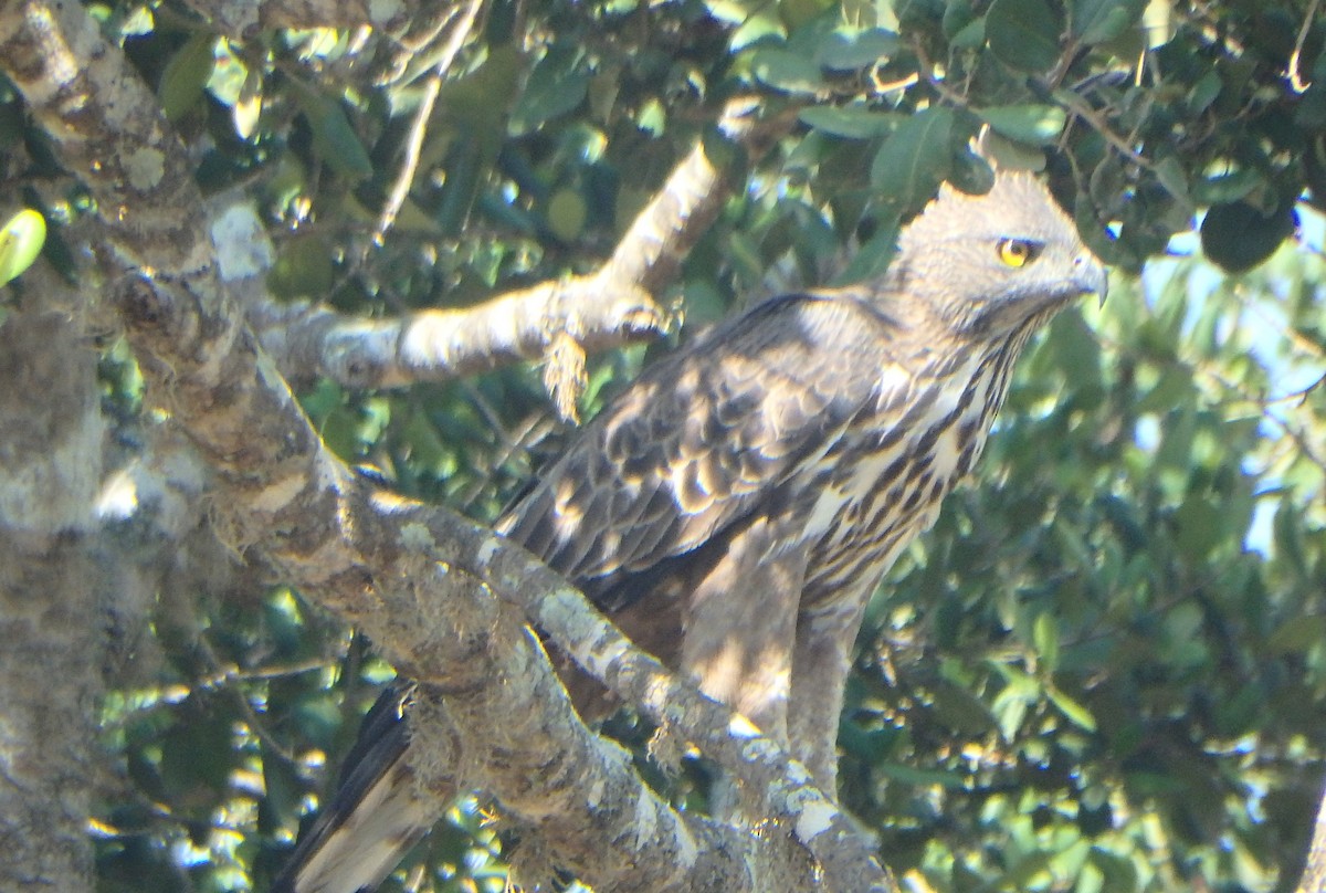 Changeable Hawk-Eagle (Crested) - ML43321161