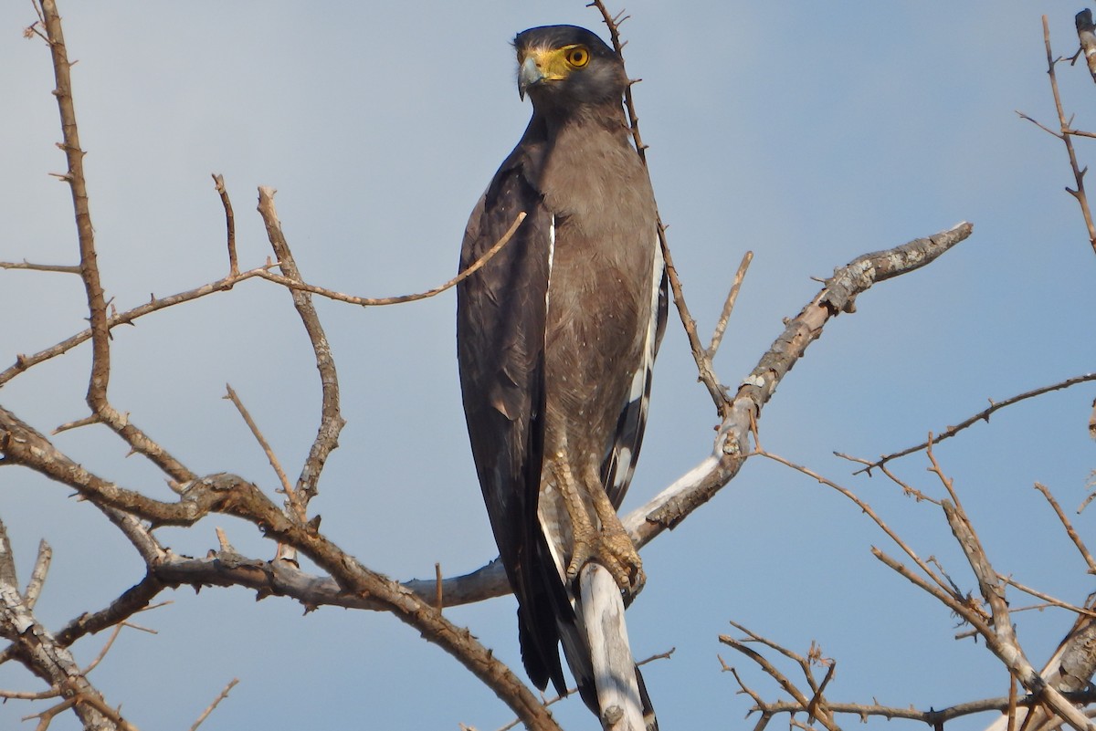 Crested Serpent-Eagle - ML43321271