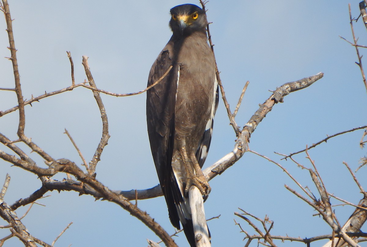 Crested Serpent-Eagle - ML43321291