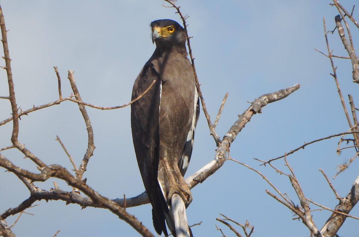 Crested Serpent-Eagle - ML43321311
