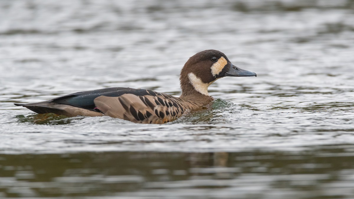 Spectacled Duck - ML433218221