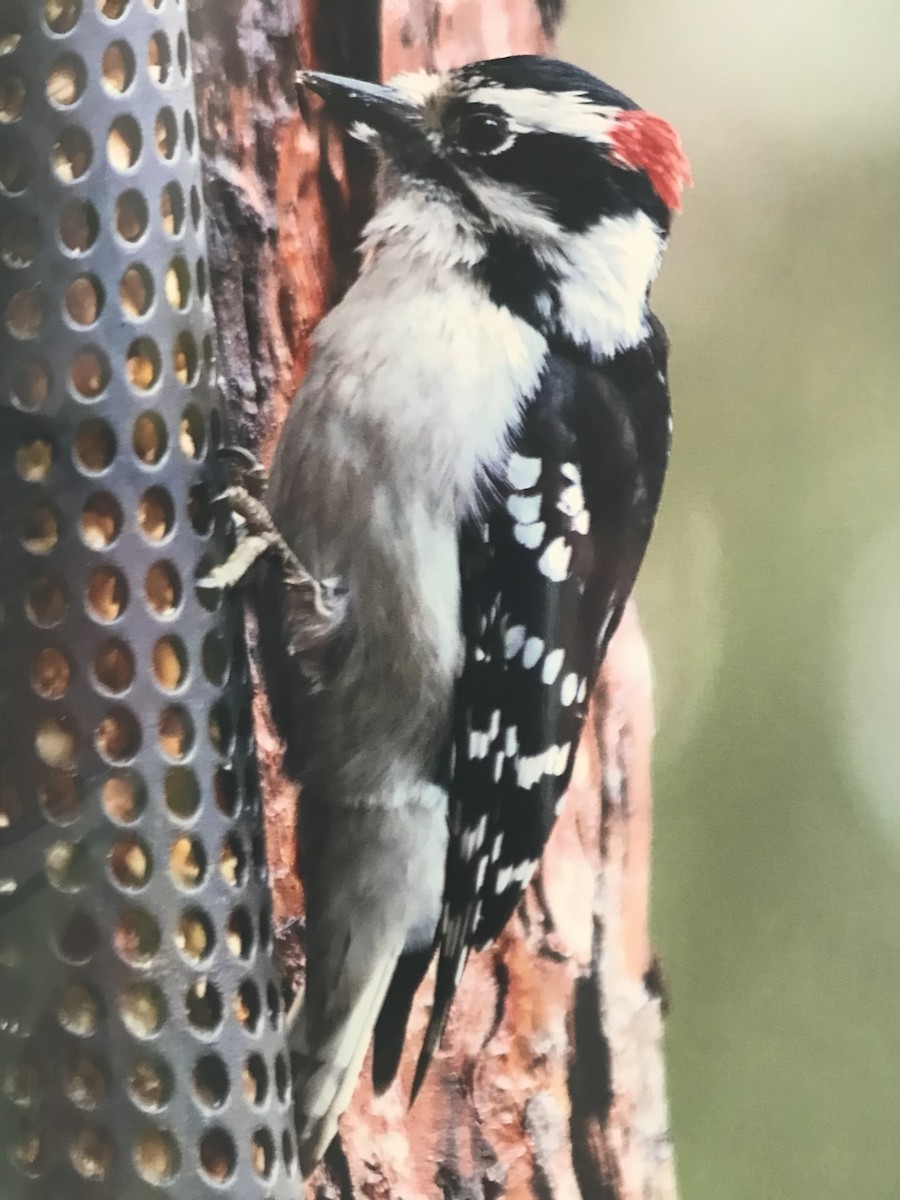 Downy Woodpecker - ML433218441