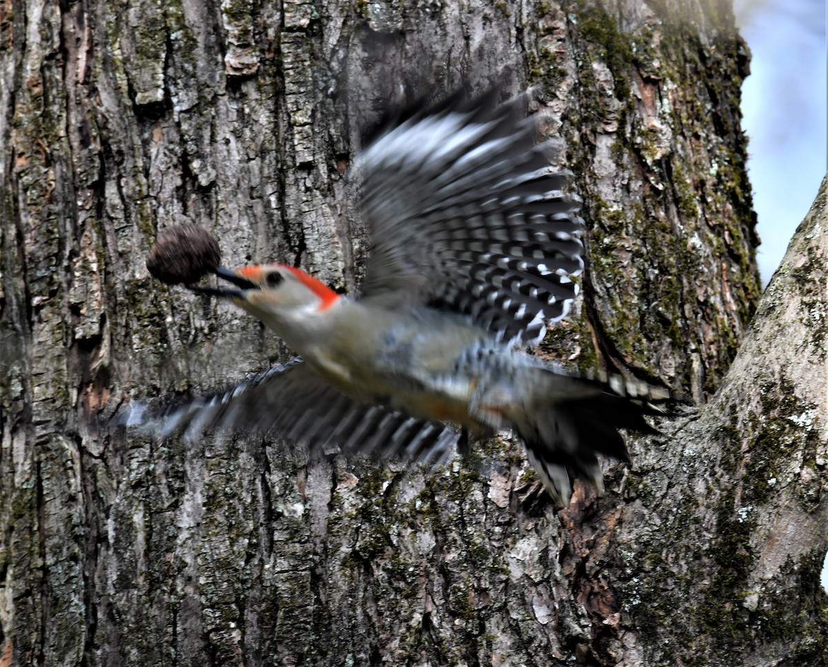 Red-bellied Woodpecker - Maria Armstrong