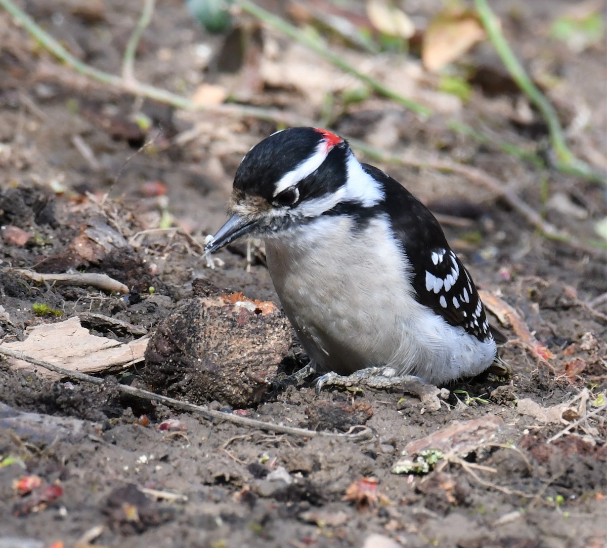 Downy Woodpecker - Maria Armstrong
