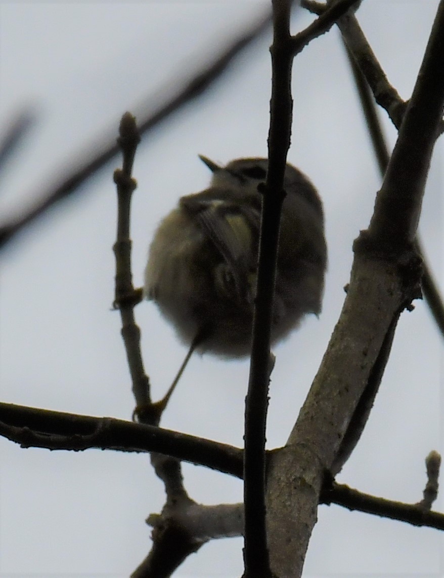 Golden-crowned Kinglet - Maria Armstrong