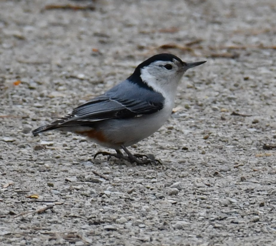 White-breasted Nuthatch - Maria Armstrong