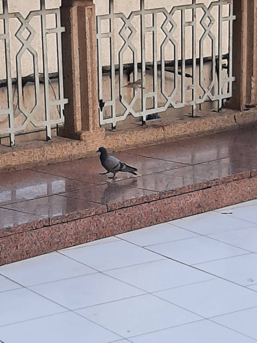 Rock Pigeon (Feral Pigeon) - Hazem Alkhan