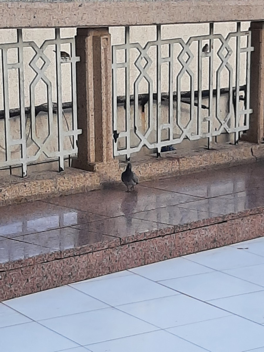 Rock Pigeon (Feral Pigeon) - Hazem Alkhan
