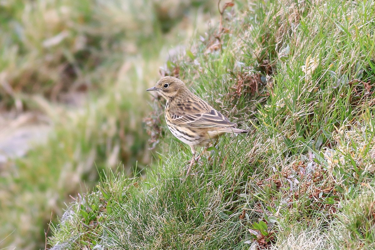 Meadow Pipit - ML433223171
