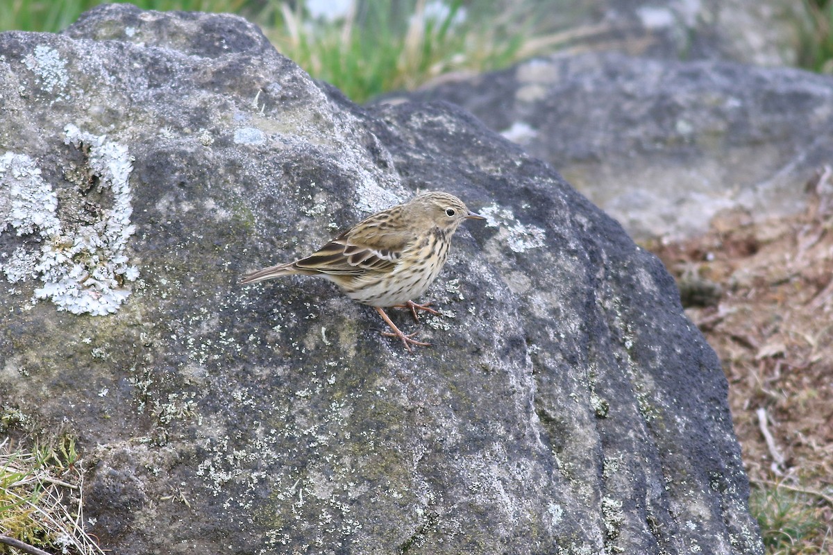 Meadow Pipit - ML433223241
