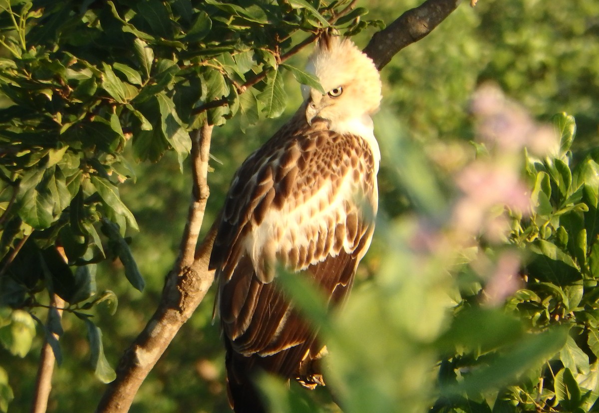 Changeable Hawk-Eagle (Crested) - ML43322371