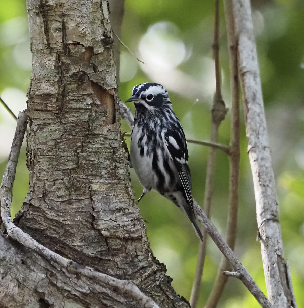 Black-and-white Warbler - ML433228481