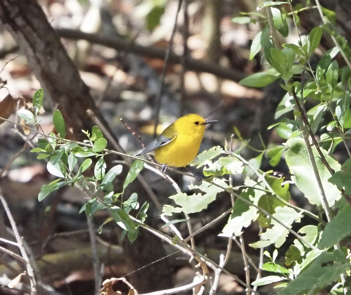 Prothonotary Warbler - ML433228921