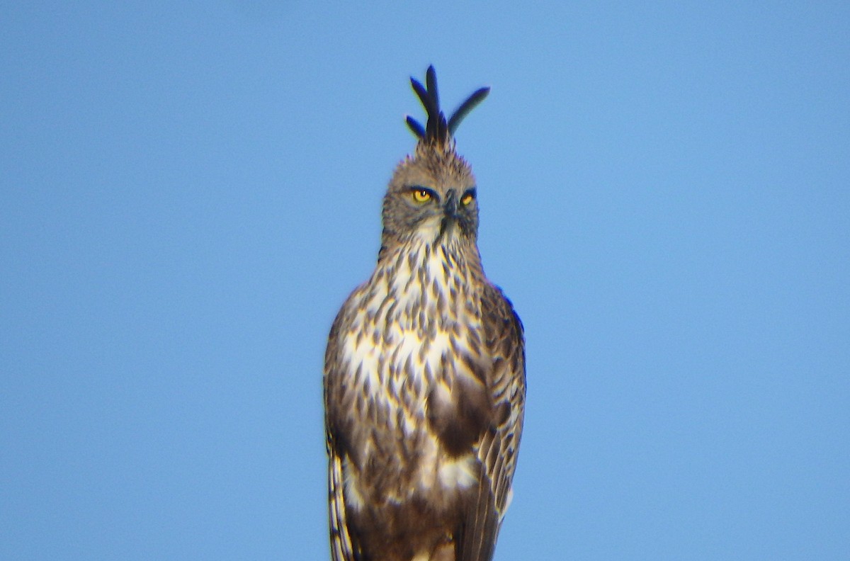 Changeable Hawk-Eagle (Crested) - ML43323131