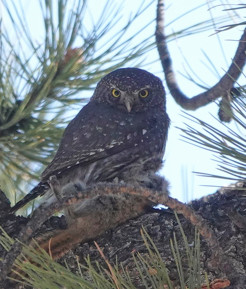 Northern Pygmy-Owl - ML433231321