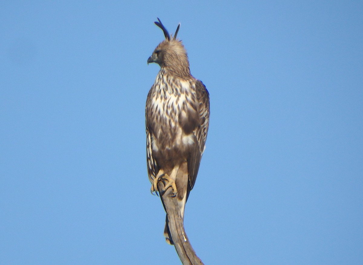 Changeable Hawk-Eagle (Crested) - ML43323151