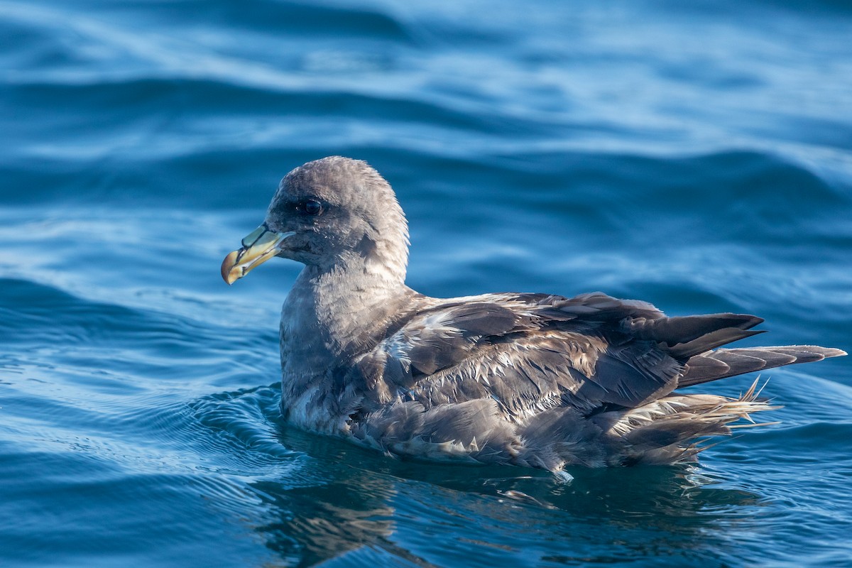 Northern Fulmar - Anonymous