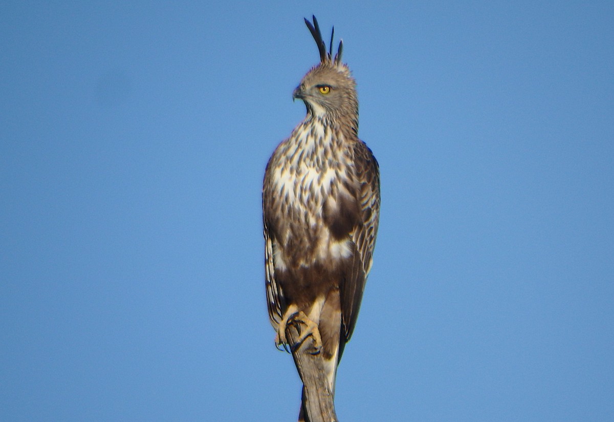 Changeable Hawk-Eagle (Crested) - ML43323181