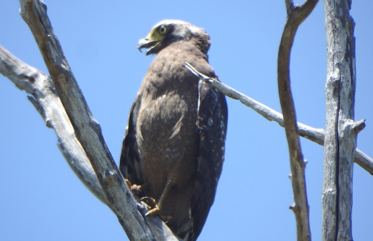 Crested Serpent-Eagle - Bill Ypsilantis