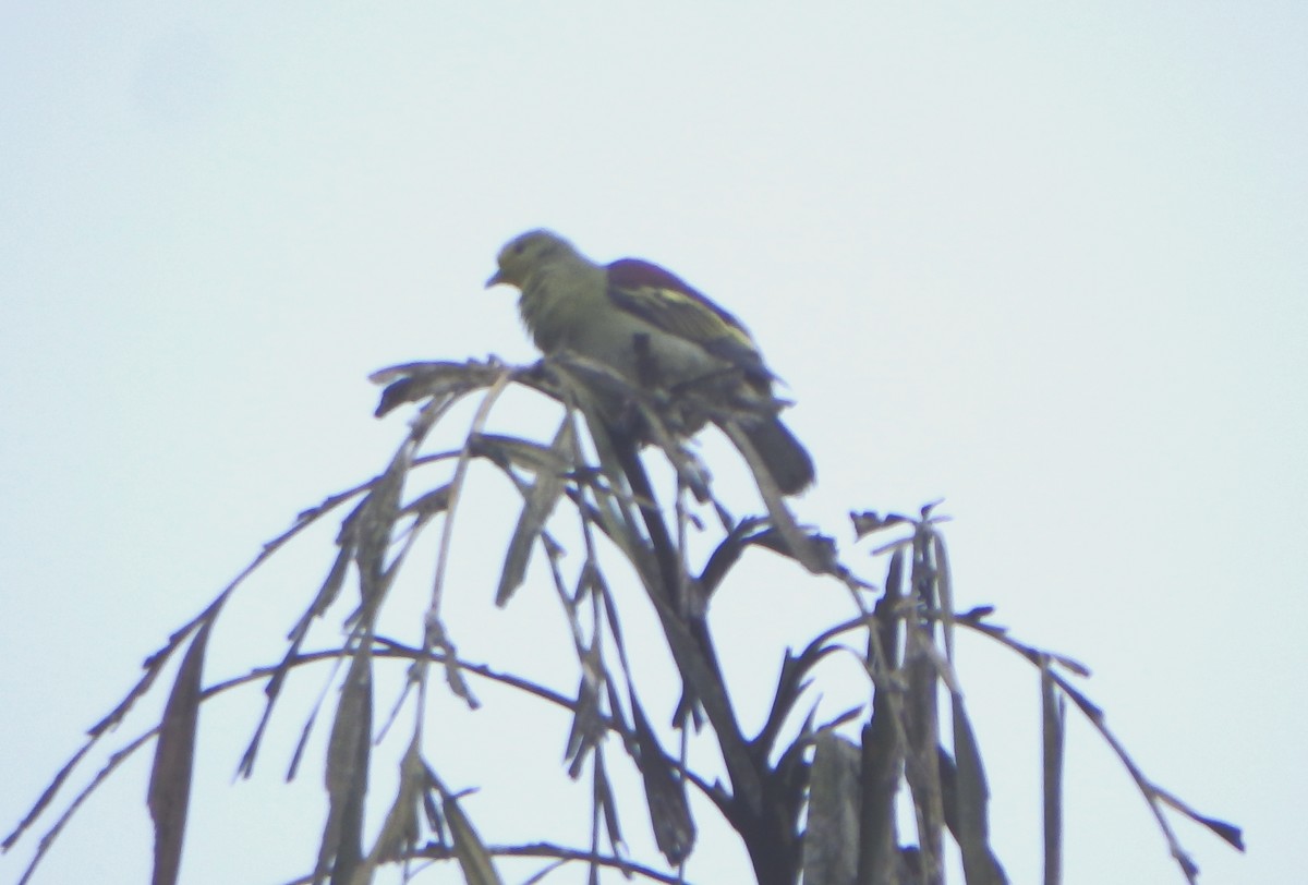 Sri Lanka Green-Pigeon - ML43324121