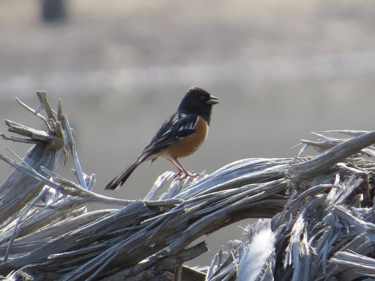 Spotted Towhee - ML433241661