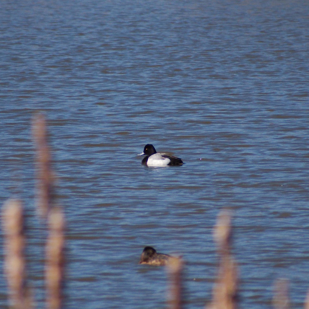 Greater Scaup - ML433251971