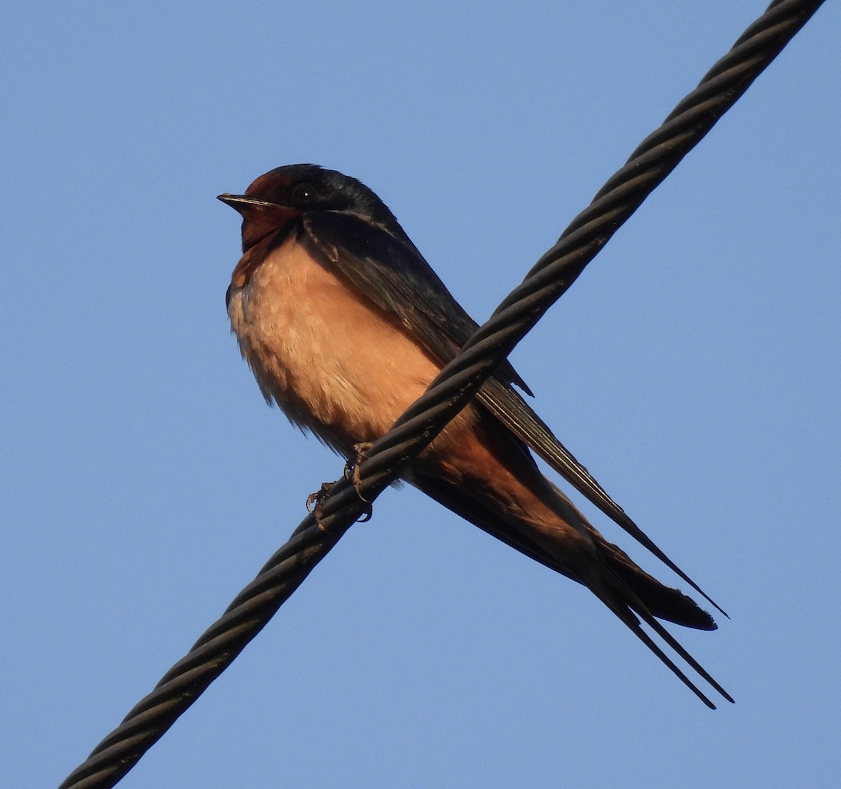 Barn Swallow - ML433252111