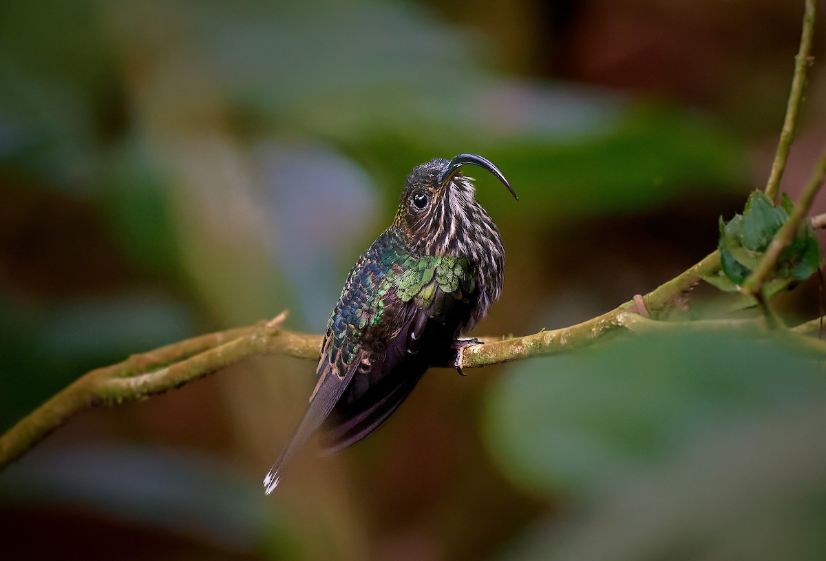 kolibřík orlozobec - ML433260541