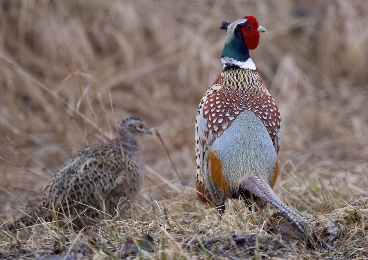 Ring-necked Pheasant - Scott Sneed