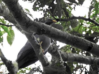 Band-tailed Pigeon, ML433268611