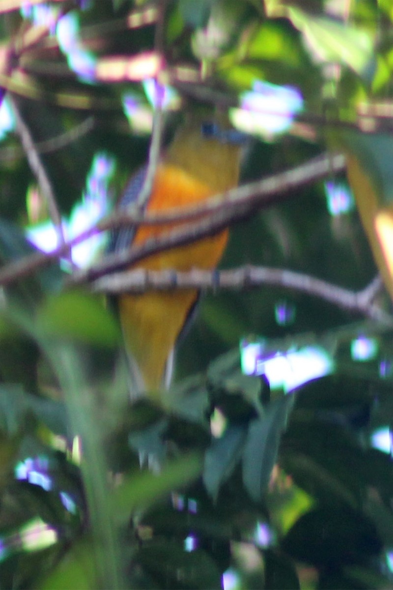 Orange-breasted Trogon - ML433269801