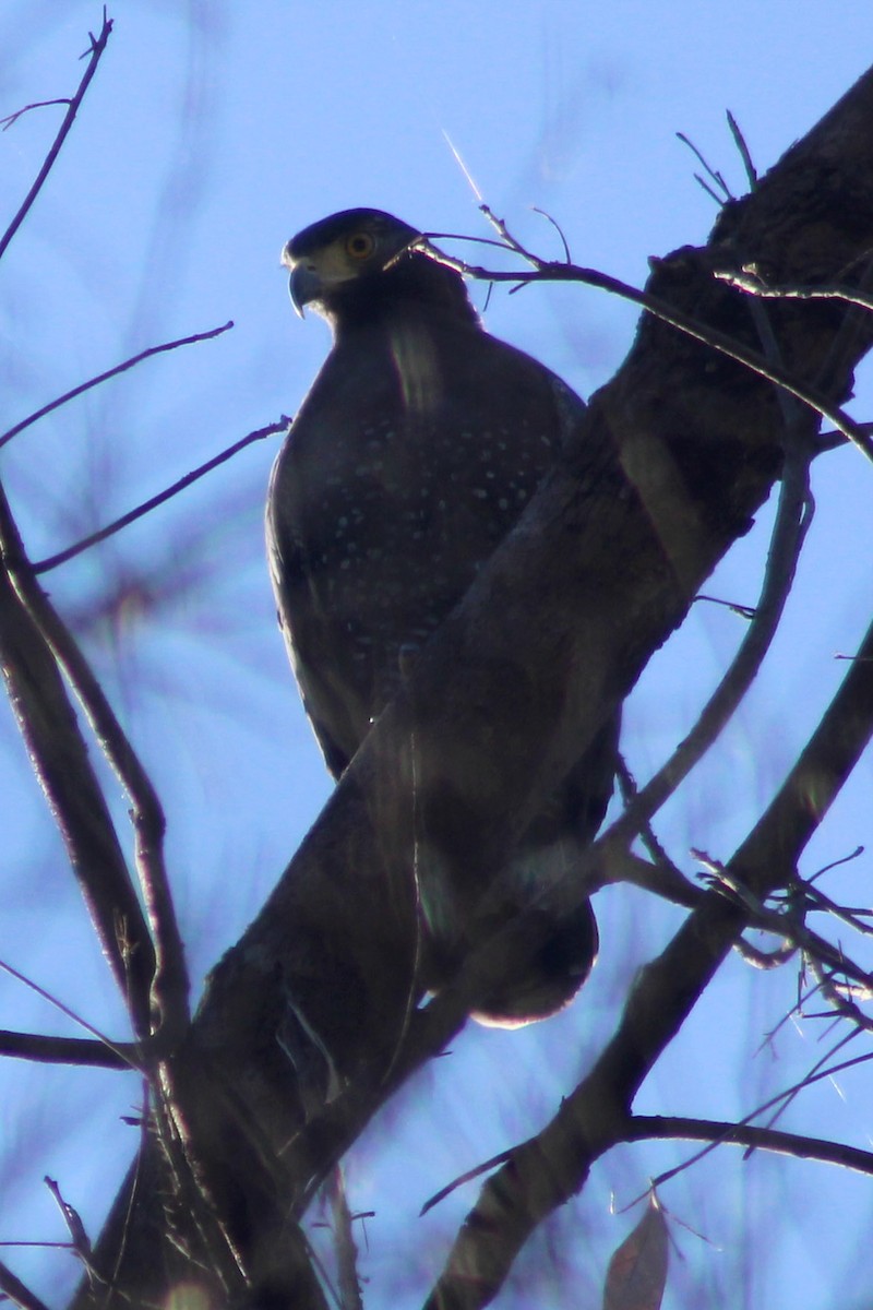 Crested Serpent-Eagle - ML433269911