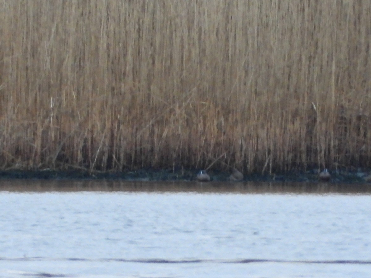 Blue-winged Teal - ML433270441